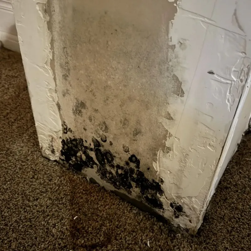 Professional Mold Removal in Dresden, OH